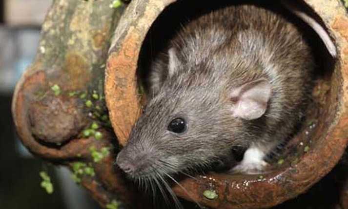 ADS EMERAUDE ASSAINISSEMENT DEBOUCHAGE A SAINT MALO 7