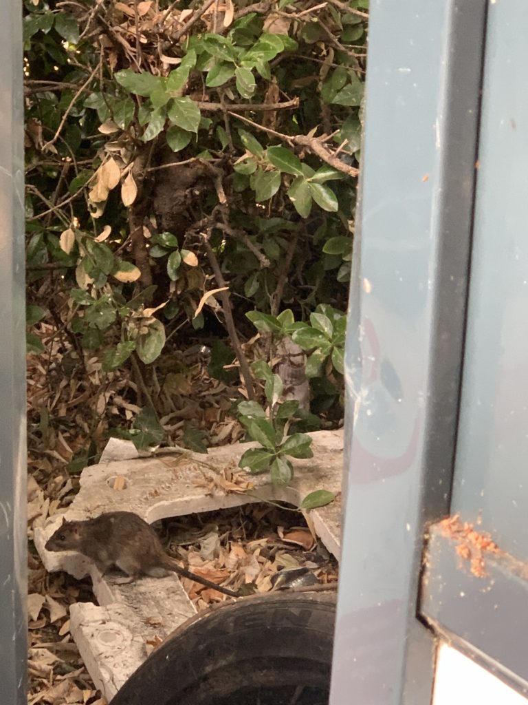 ASSAINISSEMENT DEBOUCHAGE A SAINT MALO 1